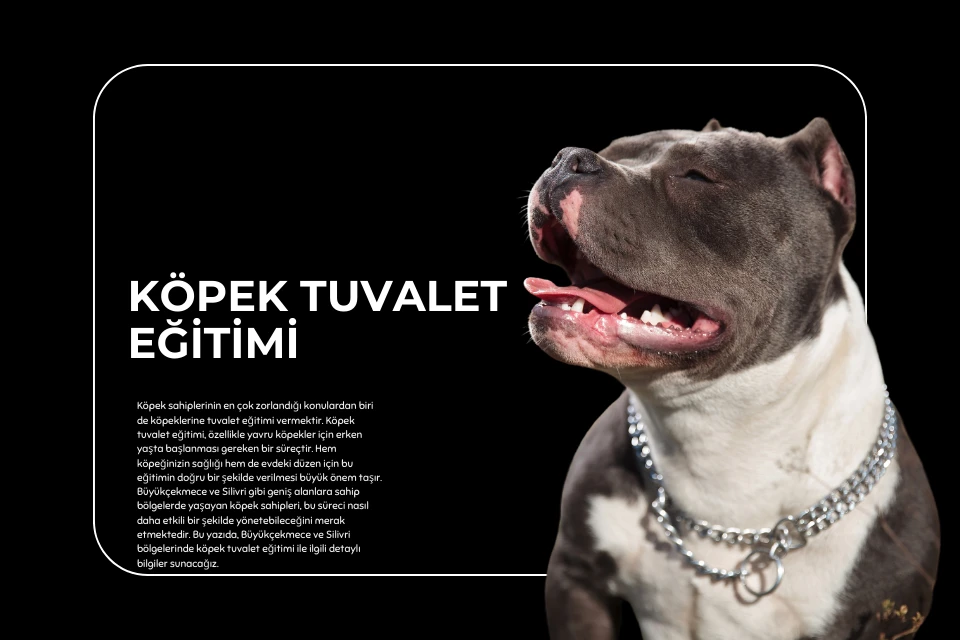 Köpek Tuvalet Eğitimi : Başarılı ve Hızlı Yöntemler