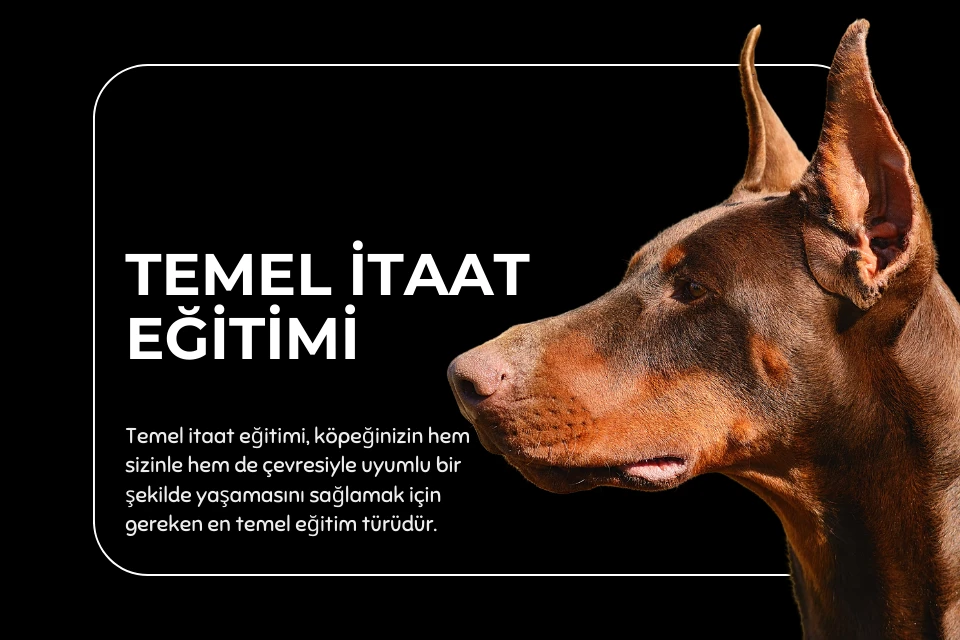 Temel İtaat Eğitimi